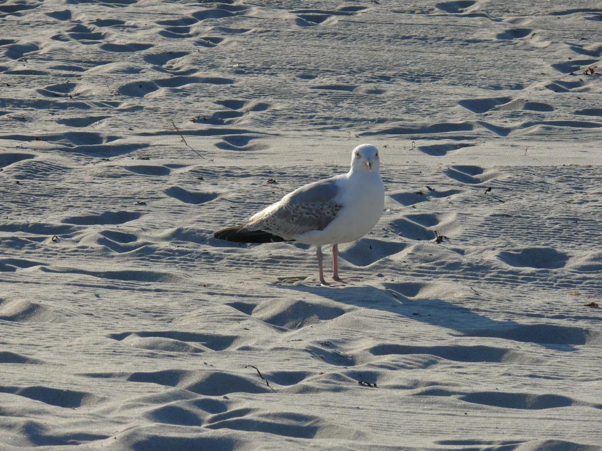 Am Ostseestrand Zingst Buitenkant foto